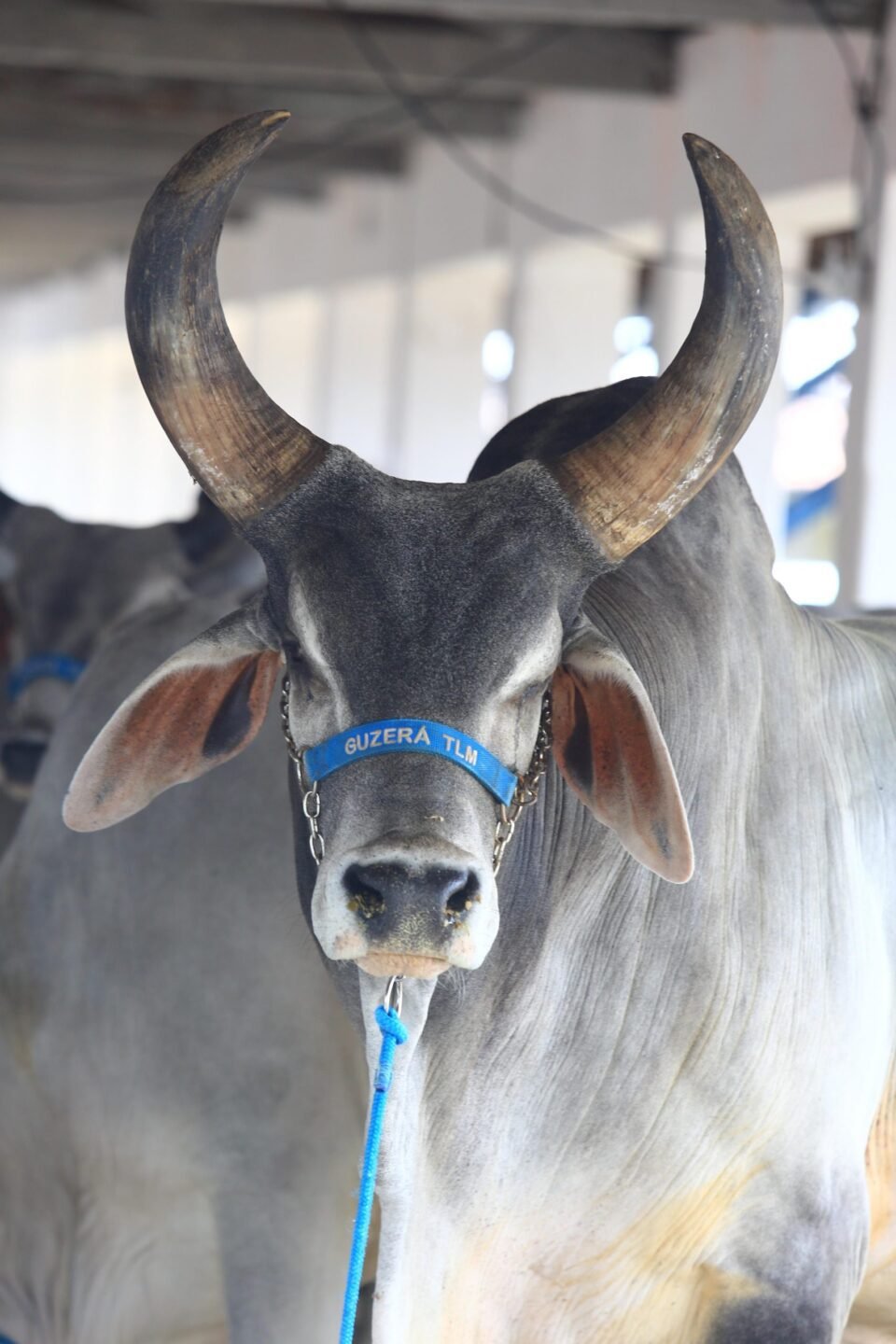 62ª Festa do Boi: A Maior do Norte-Nordeste Acontece em Parnamirim