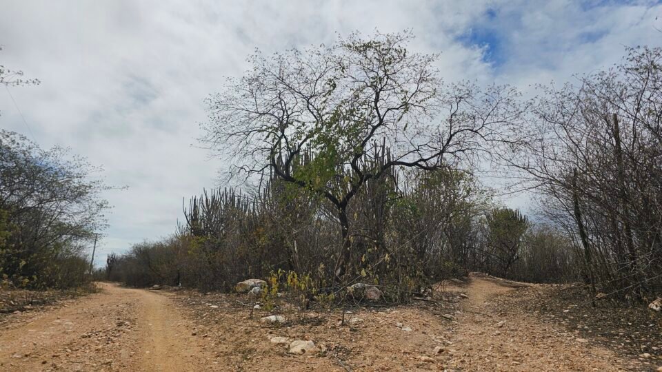 O bioma, presente no Rio Grande do Norte e em outros estados do Nordeste, passou de 174.119 hectares desmatados em 2024 para 128.947 hectares em 2025. - Foto: João Vital / Idema